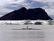 Phytoplankton Proteomics in the Ross Sea