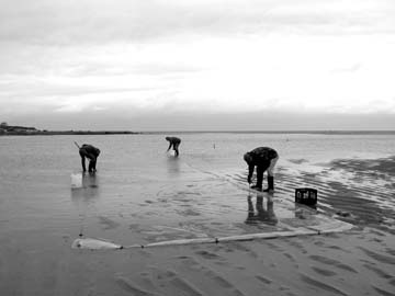 quahog farmers on flats