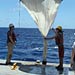 R/V Kilo Moana Quorum Sensing Cruise