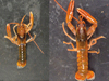 lobster growth comparision
