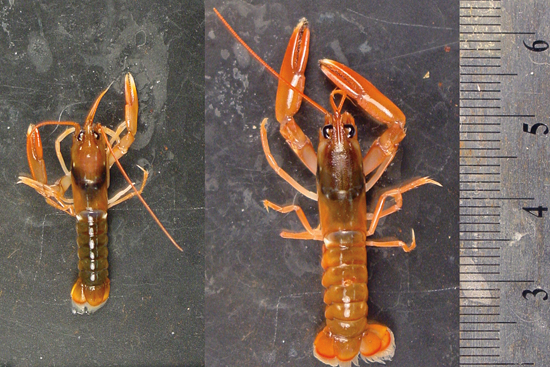 little lobster