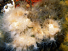 astrangia poculata coral