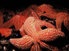 starfish on mussels