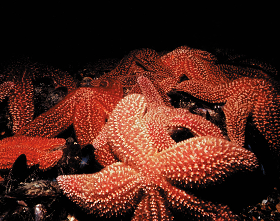 starfish on mussels