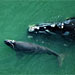 Endangered North Atlantic Right Whale Forum