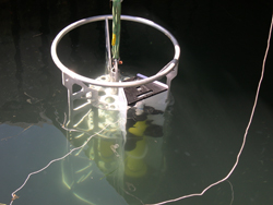 SALP