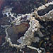 International Invasive Sea Squirt Conference-I