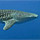 Sharks & Fish