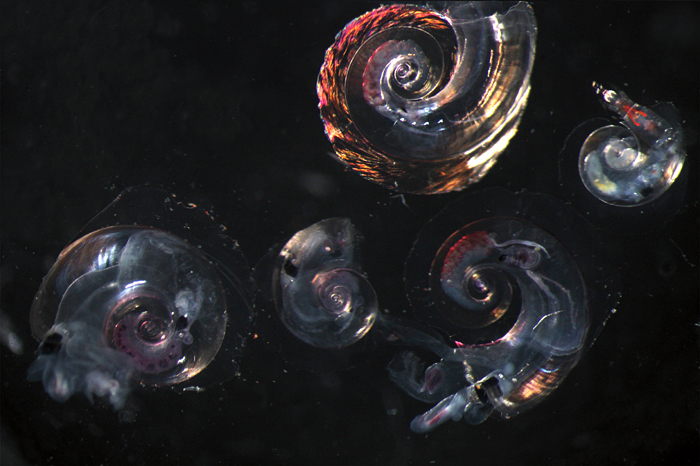 Predator snails