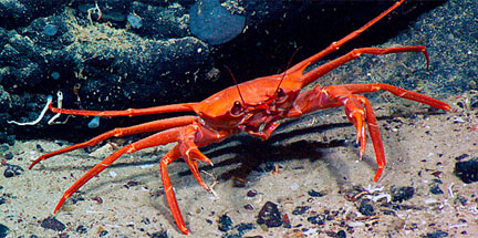 Gerionid crab