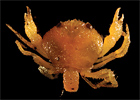 Shellfish