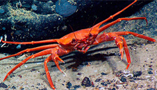 Shellfish