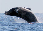 Image Galleries By Topic