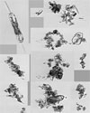 Physical Forcing and Seasonal Variations in Phytoplankton in the Coastal Ocean