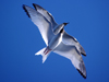 galapagos swallow tail gulls
