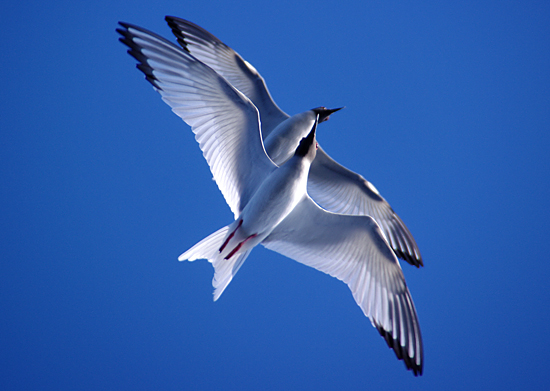 galapagos swallow tail gulls