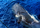 sperm whale