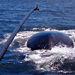Sperm Whale Lingo: Clicks and Buzzes Lead to Prey