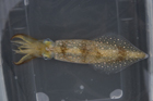 Squid