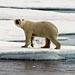 Across the Arctic Ocean