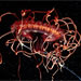 Adaptations to light, from surface to depths