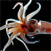 A photo gallery of animals from the Census of Marine Zooplankton cruise