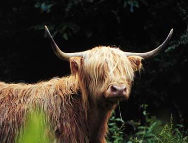 cattle