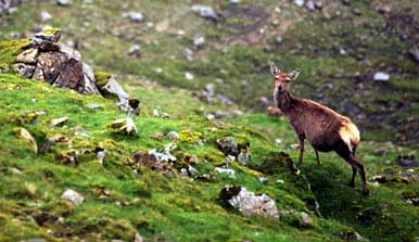 pregnant Rum deer