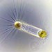 Protists