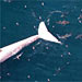 Whale Necropsy