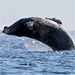 Whales