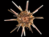 slate pencil urchin