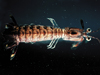 stomatopod