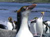 Penguins on Macquarie Island in the Southern Ocean.