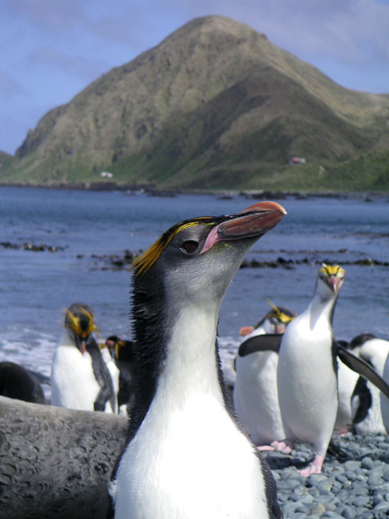 Penguins on Macquarie Island in the Southern Ocean.