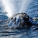 Ocean Life Institute