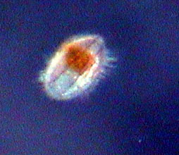 mussel larva swimming