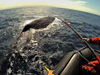 Tagging sperm whales