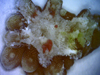 coral eggs and skeleton