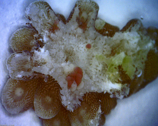 coral eggs and skeleton