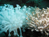 corals