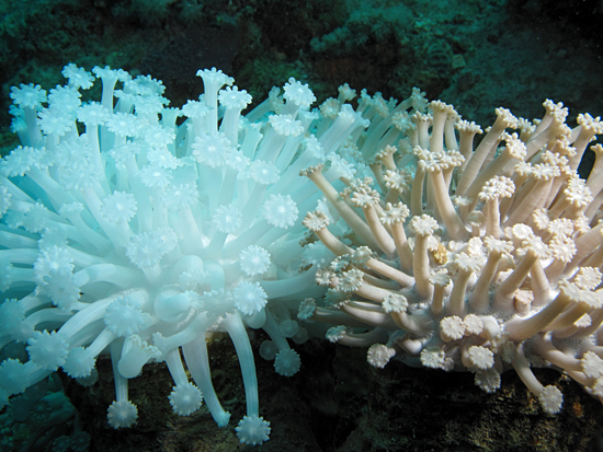 corals