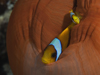 red sea anemonefish