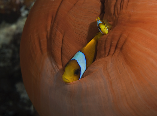 red sea anemonefish