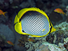 Blackbacked butterfly fish