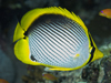 blackbacked butterflyfish