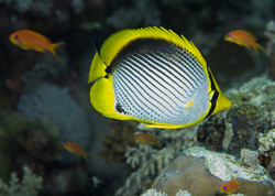 blackbacked butterflyfish