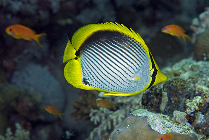 Blackbacked butterfly fish