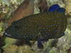 peacock grouper