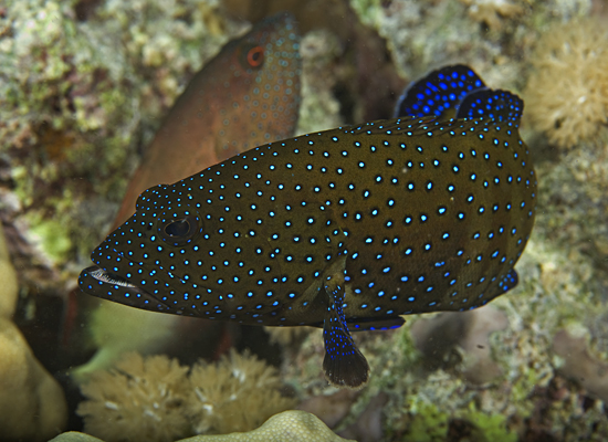 peacock grouper
